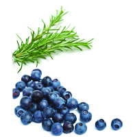 blue berries and a buch of rosemary